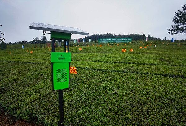 五峰仁和坪镇道家湾茶园里的芭乐视频下载污在线观看杀虫灯